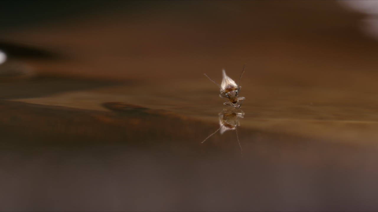una pequeña criatura luchando por caminar sobre el agua