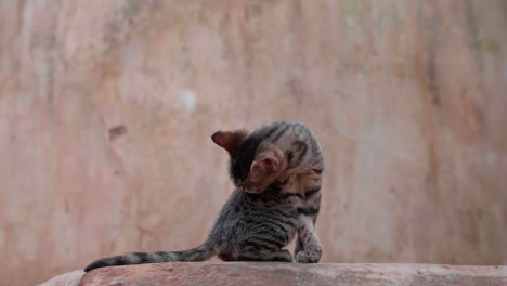 tabby kitten on the rock licking its fur on the back