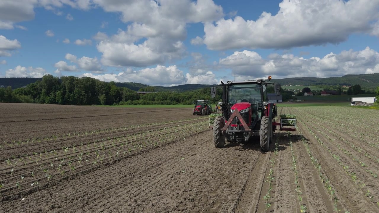 Vista de gran angular de dos tractores rojos autónomos, guiados por GPS, operando sin conductor en un vasto campo en Noruega. La maquinaria de precisión crea hileras rectas mientras planta jóvenes plántulas de coliflor