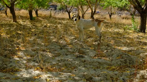 dog wagging tail