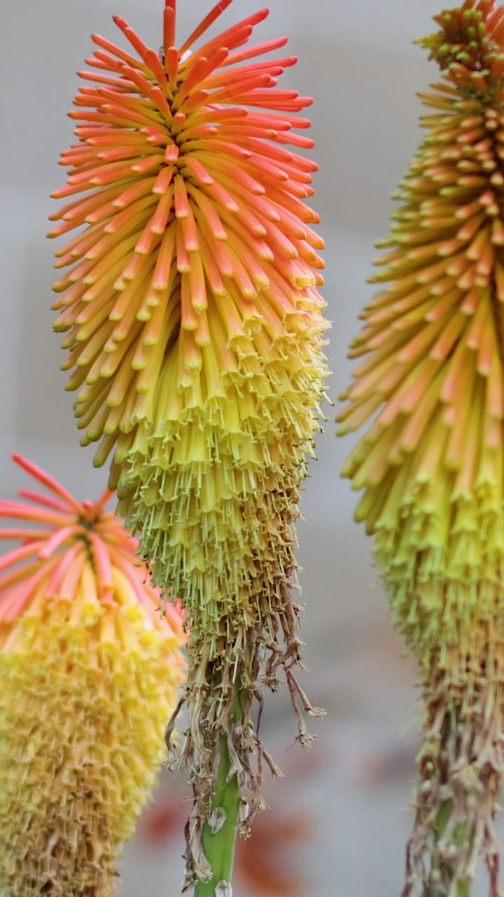 Inquadratura verticale ravvicinata di fiori di Kniphofia arancioni e gialli che ondeggiano dolcemente nella brezza.