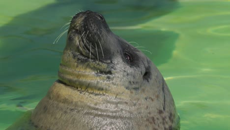 head of adult harbor seal stuck out of water relaxing with closed eyes - close-up view in texel, netherlands