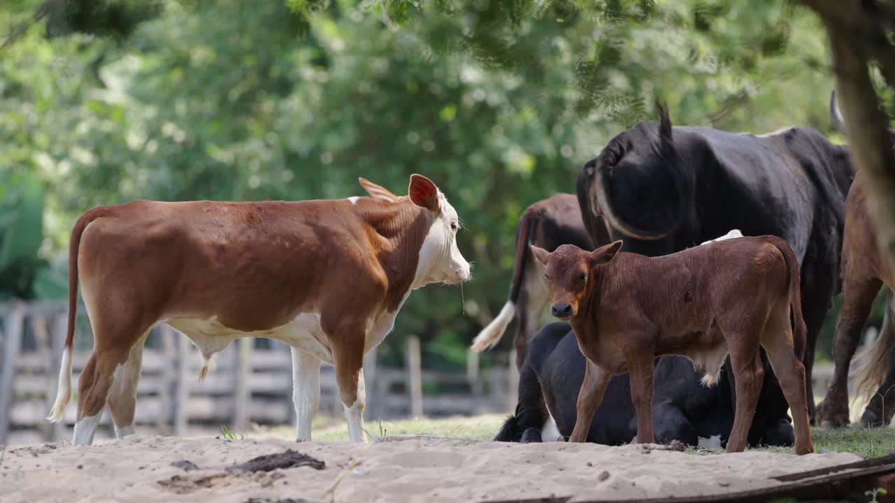 Pastoral Scene of Cow and Calf Grazing in rustic ranch. Sustainable Farming and Rural Tourism.