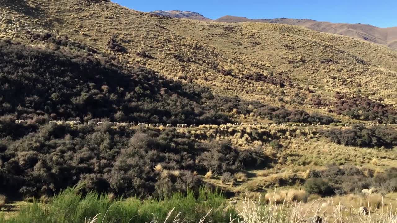 Flock of Sheep on the Hills of New Zealand