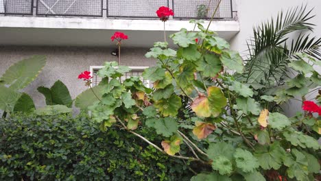 close up leaves blooming green malbon geranium plants, red petals vintage garden