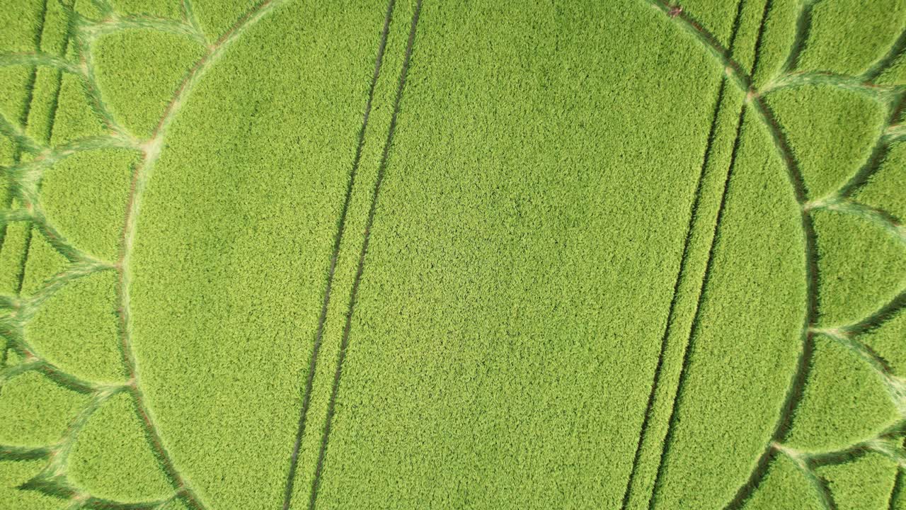 campos soleados con diseño de flores en círculos de cultivos cerca de potterne, condado de wiltshire, inglaterra
