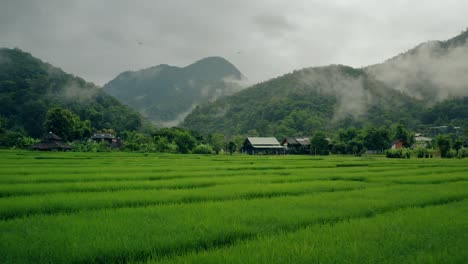 Arrozales-en-Tailandia-01