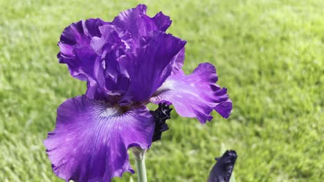 beautiful purple flower blooming in spring, close up