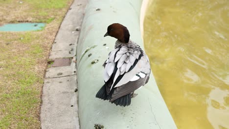 a duck preening itself near a water body