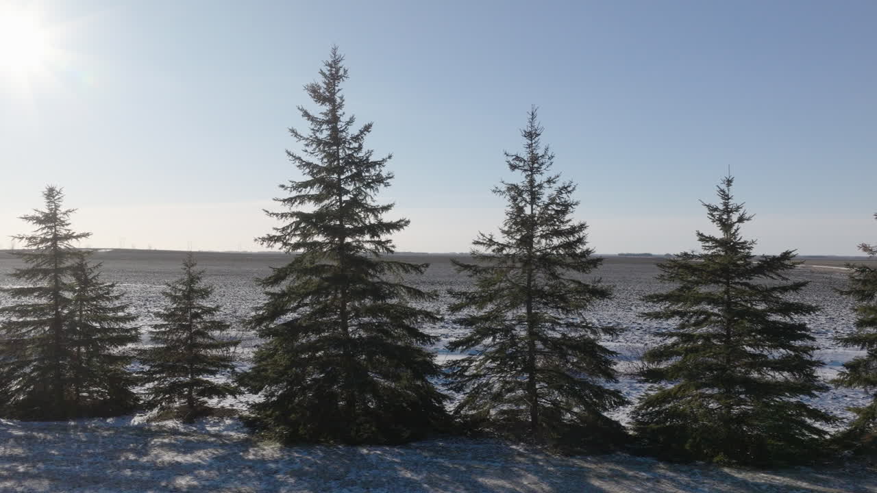 Row of Pine Trees as Windbreaks on Snowy Farm Land