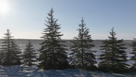 row of pine trees as windbreaks on snowy farm land