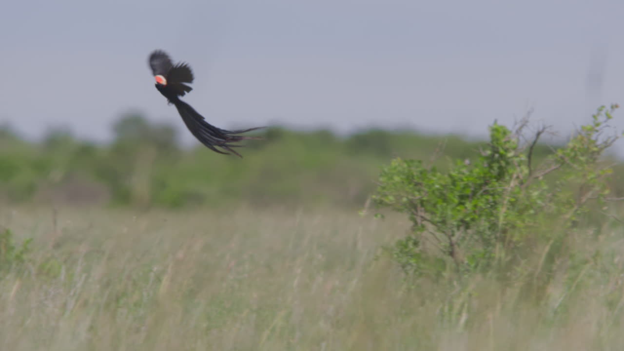Vedova dal collare rosso maschio in volo di esibizione nella savana