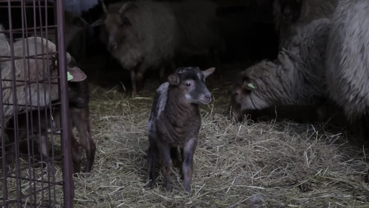 ovejas en un granero