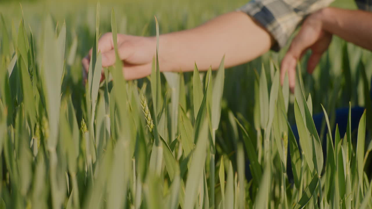 Farmer Examines Wheat Ears and Checks Quality