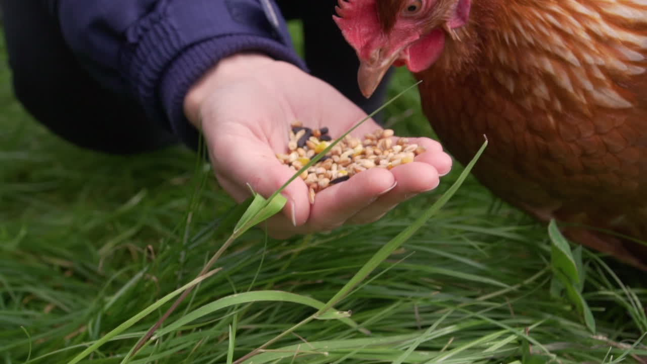 Slow motion free range chicken pecking at food from a hand