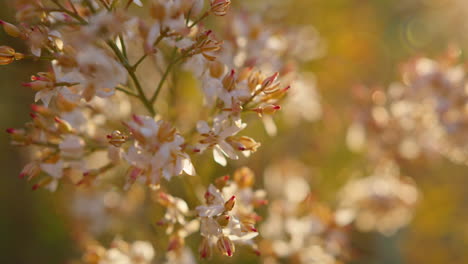 primer plano bokeh, hermosas flores pequeñas con la luz del sol