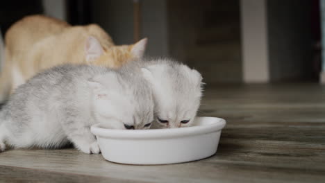 Two-cute-kittens-eat-from-a-common-bowl