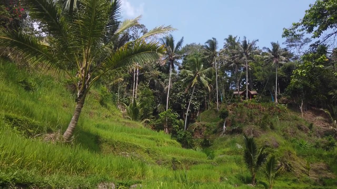 Ripresa panoramica delle risaie di Tegalalang a Ubud, Bali, Indonesia