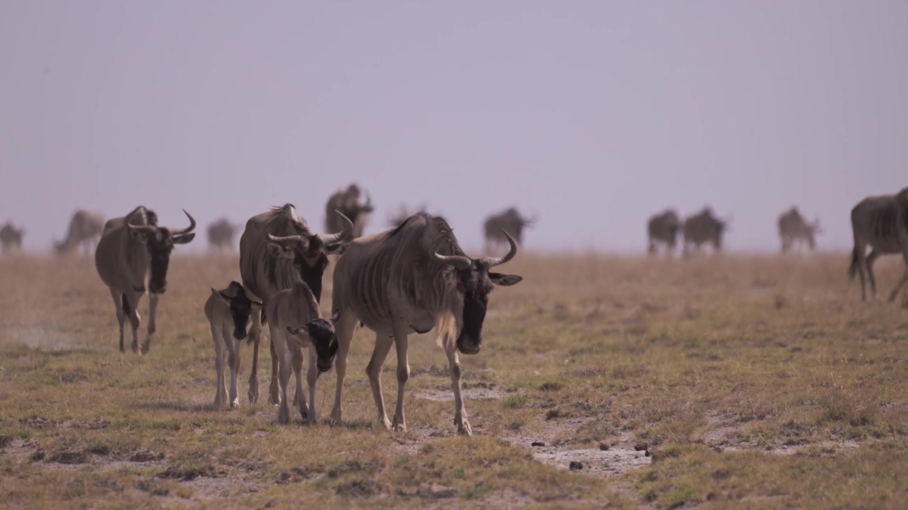 Cinematic Slow Motion Drought with Wildebeest Gnu Baby, Animals in Dry Season Dusty Conditions with Dust in Amboseli, Walking in Search of Water in African Wildlife Safari in Kenya in Africa.