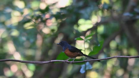 Von-Hinten-Gesehen,-Während-Er-Auf-Einer-Ranke-Sitzt-Und-Dann-Herumspringt,-Um-Nach-Vorn-Zu-Sehen,-Shama-Copsychus-Malabaricus-Mit-Weißem-Büschel,-Thailand