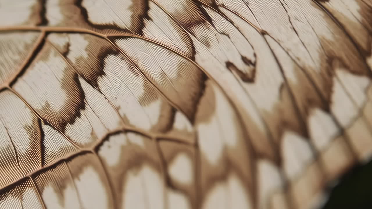 Close-up of a Butterfly Wing Showing Intricate Patterns