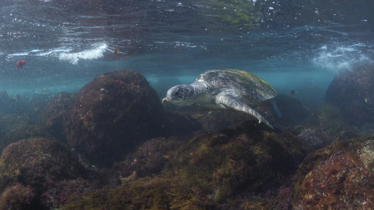 A large Green Sea Turtle swims over a shallow reef system towards the flickering sunray's below the ocean water