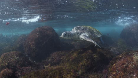 a large green sea turtle swims over a shallow reef system towards the flickering sunray's below the ocean water