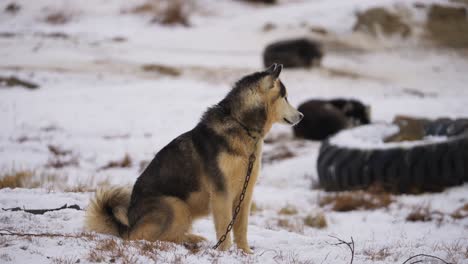 sled dog in a snowy field