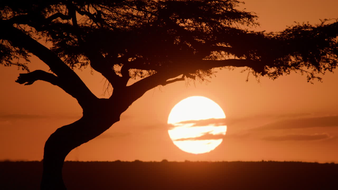 Plano geral do perfil de uma acácia-anel-de-maçã balançando ao pôr do sol.