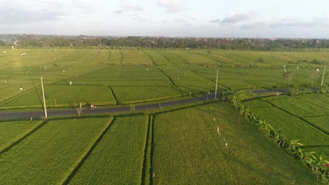 Vista-Aérea-Shot-of-a-Moped-in-Indonesian-Farmland