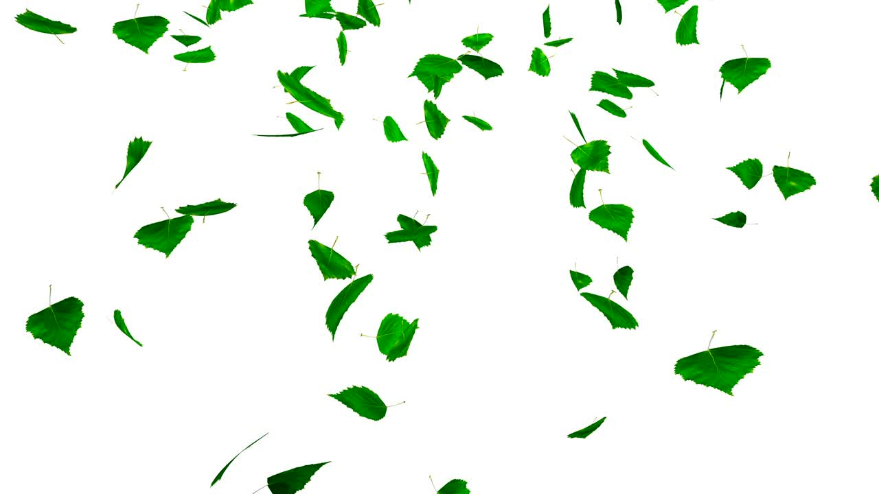 초록색 잎이 떨어집니다.