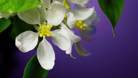 flor de árbol de manzana cubierta con gotas de rocío macro