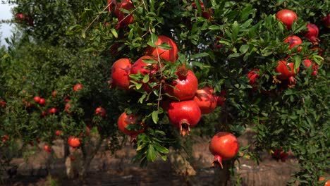 pomegranate tree plantation on picking season