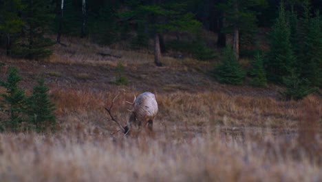 Elk-bull-male-with-tag-grazing-looking-up-in-autumn