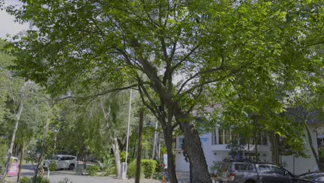 a tree and parked cars on a street