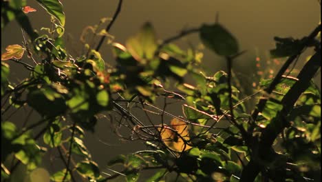 closeup of leaves and branches in the morning light