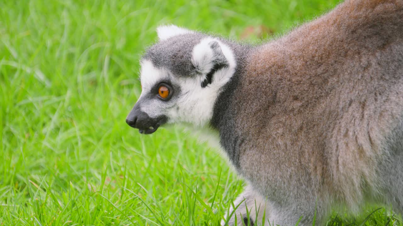 Lemure che mangia erba verde mentre si guarda intorno per qualsiasi potenziale minaccia durante il pascolo. Animale primate esotico che si trova in Madagascar. Perfetto per documentari sulla natura, video sulla conservazione degli animali