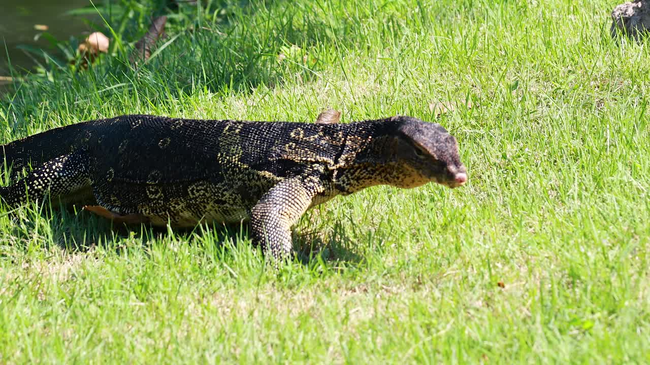 잔디을 걸어다니는 모니터 도마