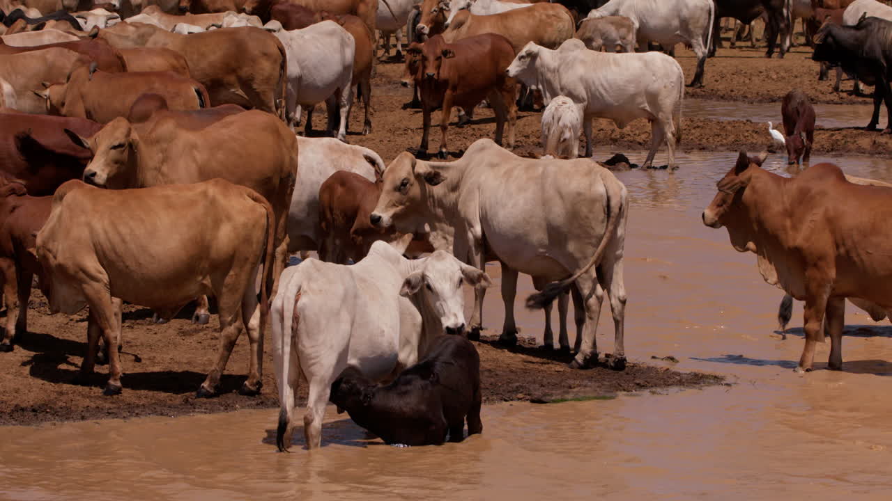 Plano geral de um grupo de gado Boran a hidratar-se dentro de uma represa