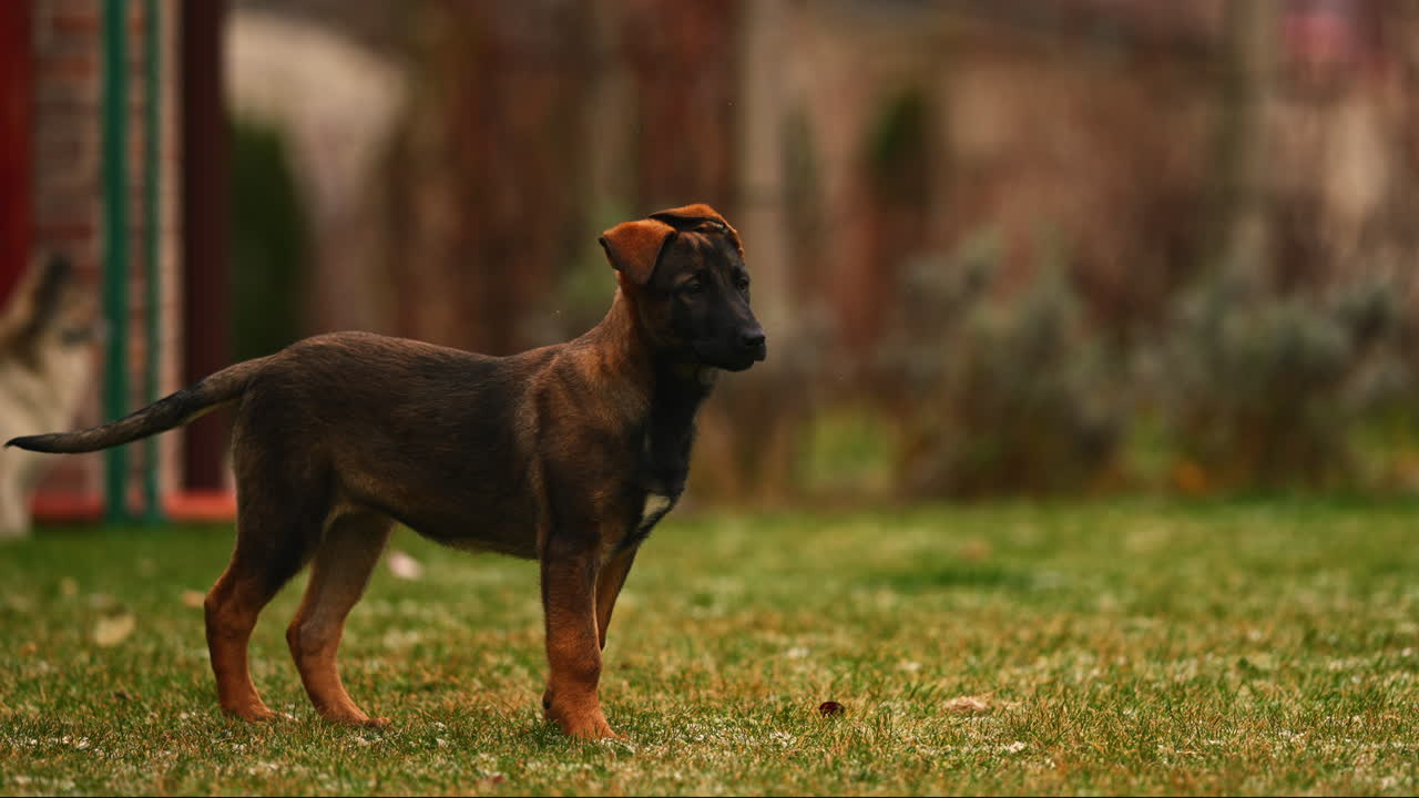 lindo cachorro de pastor belga cerca de la profundidad de campo superficial cinematográfica tiro