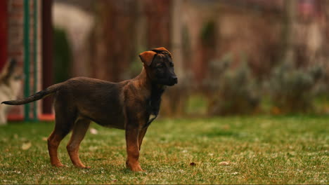 lindo cachorro de pastor belga cerca de la profundidad de campo superficial cinematográfica tiro