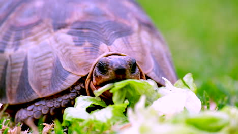 Primer-Plano-Frontal-De-La-Hambrienta-Tortuga-Angulada-Chersina-Angulata-Comiendo-Lechuga