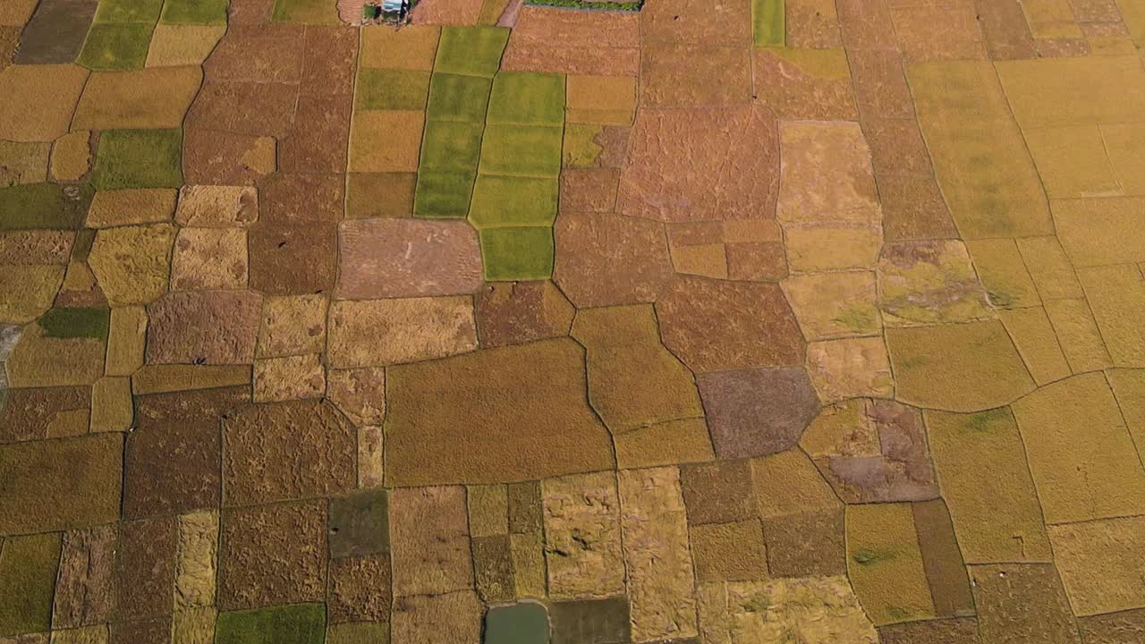 vista aérea escénica de arriba hacia abajo del patrón de arroz maduro de las tierras de cultivo durante la temporada de cosecha