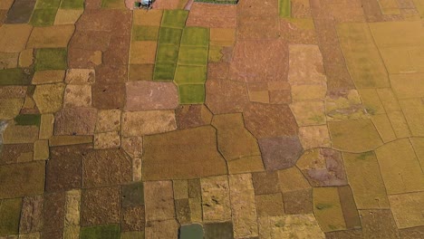 scenic top down aerial view of farmland ripe paddy pattern during harvest season