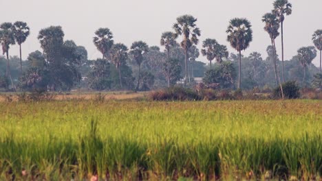 expansive rice field in the cambodian countryside with palm trees in the background