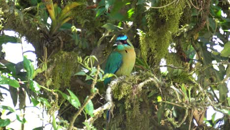 a cute amazonian motmot bird , standing still on a branch, watching the surroundings