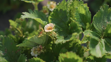 close up of strawberry plant with green leaves and blooming white flowers illuminated by sunlight, showing fresh spring growth and natural garden environment with warm tones and soft leaf textures
