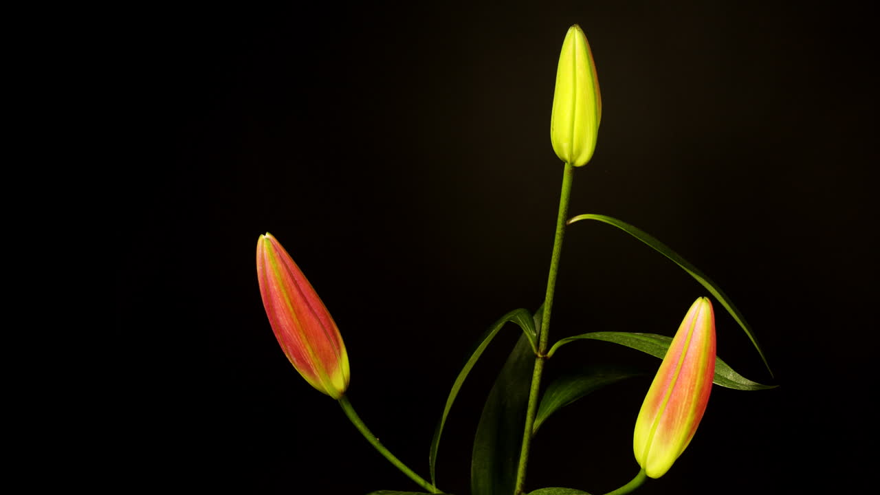 розовый цветок 00