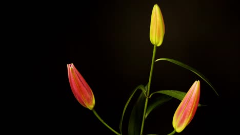 flor rosa 00