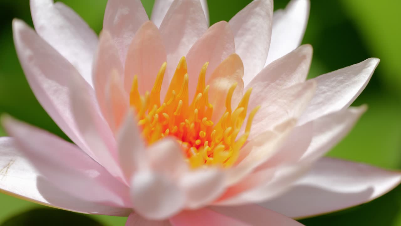 Close-up footage of a beautiful lotus flower blooming gracefully in a calm pond. The video highlights the delicate petals, vibrant colors, and natural reflections on the water